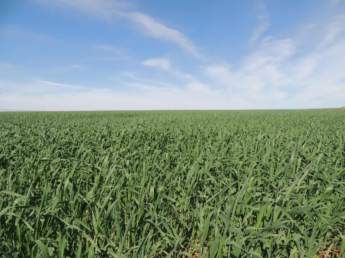 Rio Grande do Sul encerra plantio da nova safra de trigo