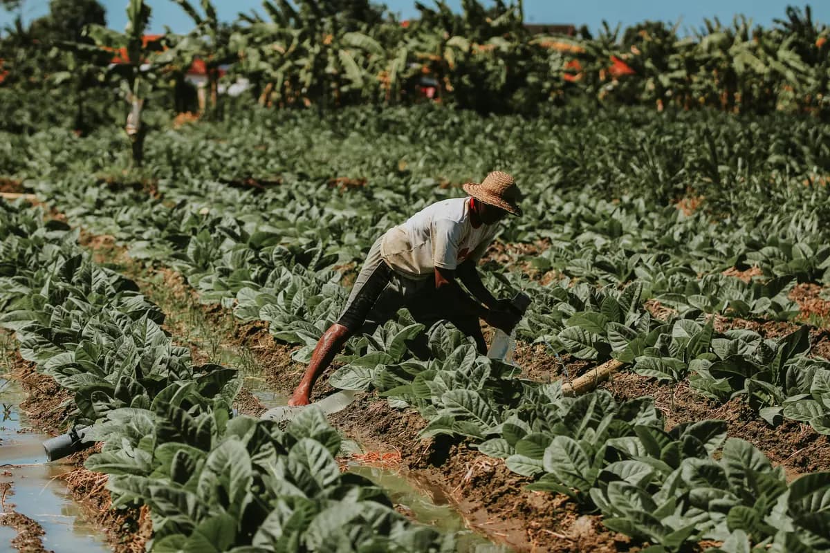 Crise no campo: pedidos de recuperação judicial saltam entre produtores rurais