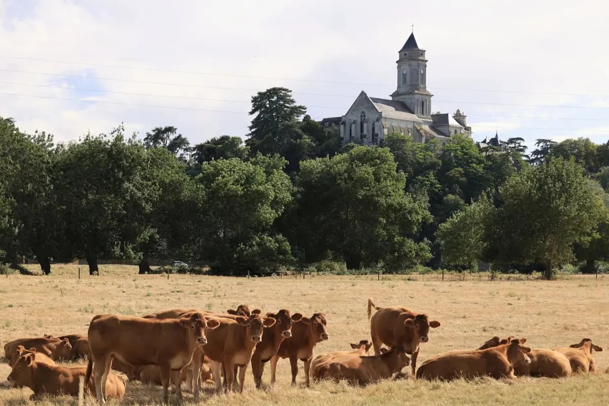 Seca castiga a pecuária europeia e produtores antecipam reservas do inverno
