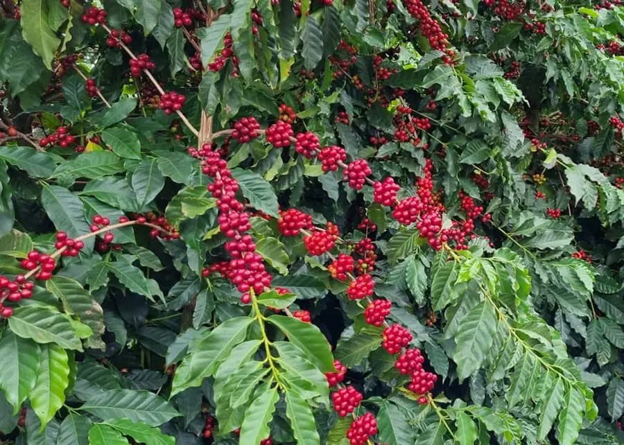 Café abre o dia com leve alta na bolsa de Nova York