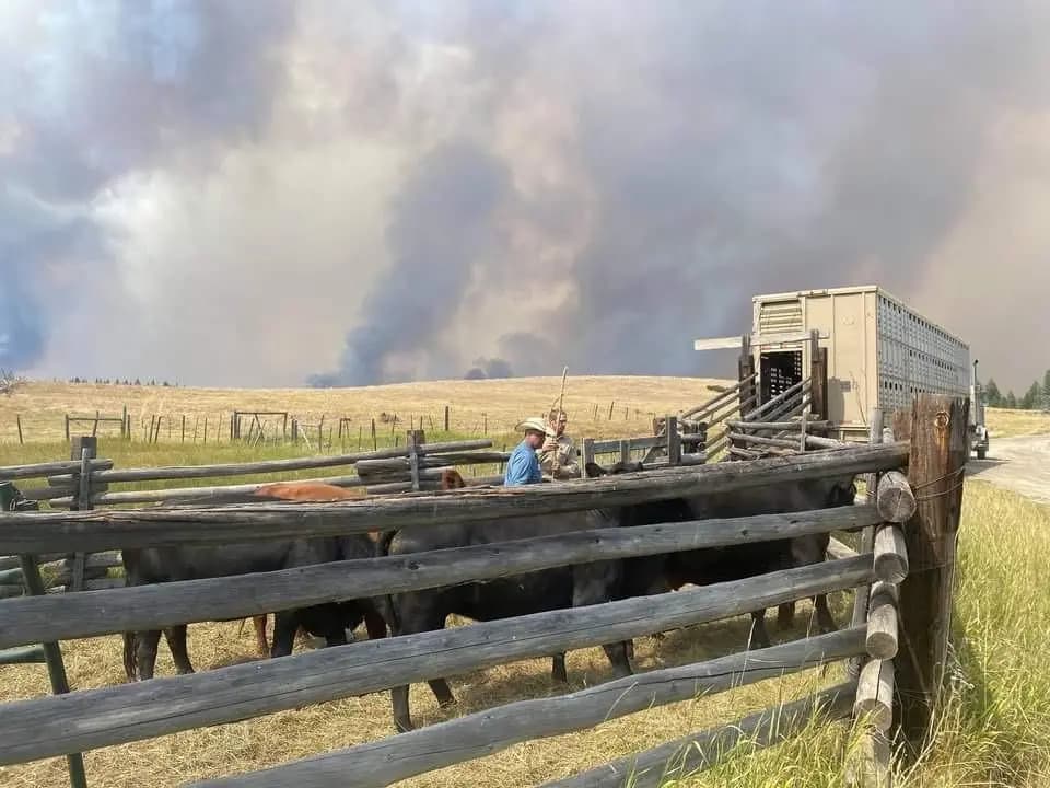 Incêndios avançam sobre fazendas e pecuaristas correm para retirar milhares de bovinos