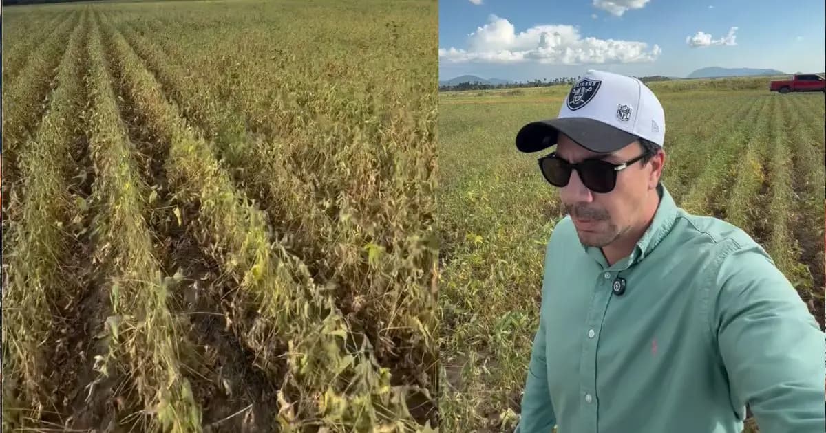 Agricultor mostra efeitos do Super El Niño na soja em Roraima; vídeo