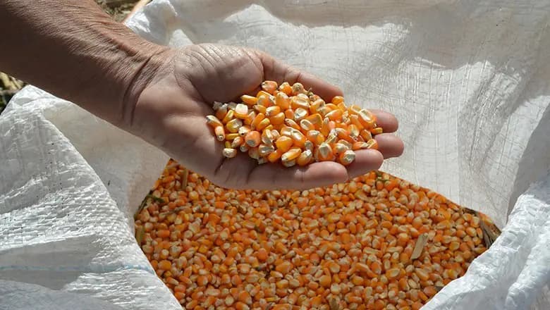 Milho e trigo disparam em Chicago após Rússia rejeitar cessar-fogo